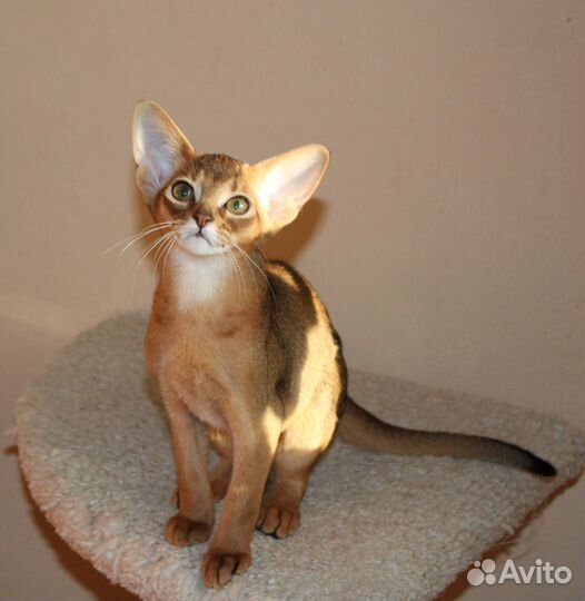 Абиссинские котята
