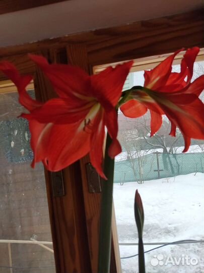 Гиппеаструм