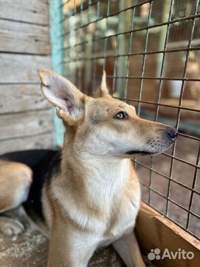 Весёлая миниатюрная собачка из приюта