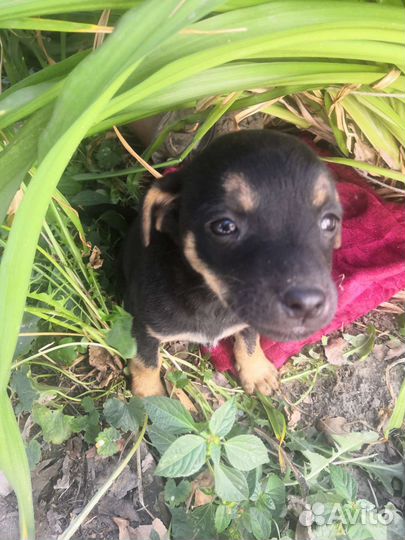 Маленькая собака