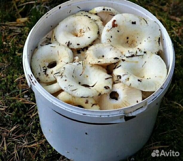 Грузди белые соленые и микс