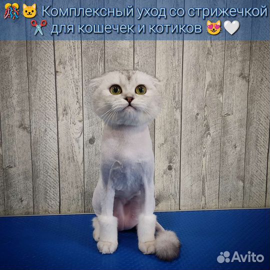 Груминг собак и кошек