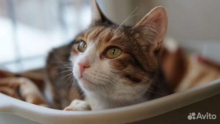 Кошка Хэппи