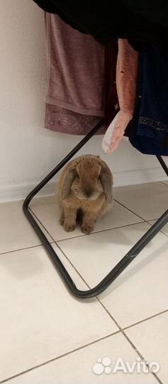 Вязка Декоративные кролики вислоухие