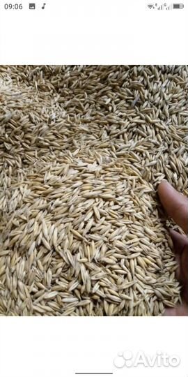 Ячмень, овес