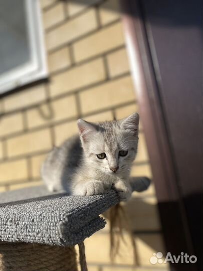 Котики бесплатно
