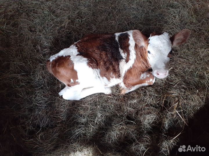 Продаю тёлочку