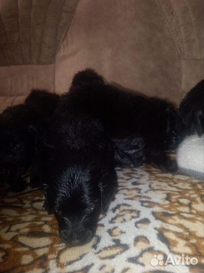 Отдам щенков