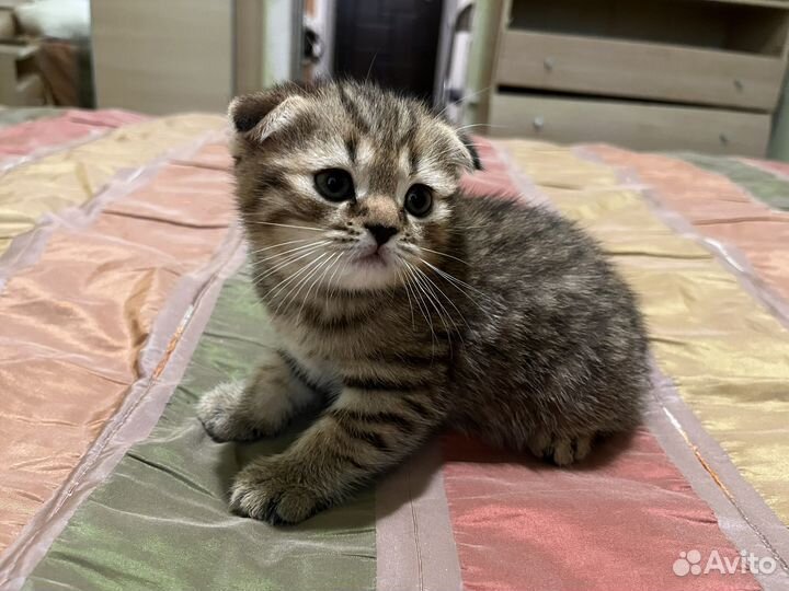 Шотландская вислоухая