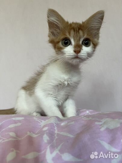 Котенок в добрые руки