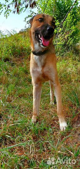 Собака мальчик обоаботан