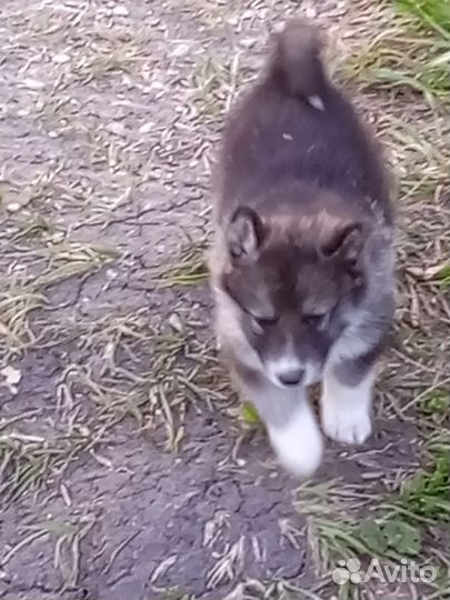 Западно сибирская лайка