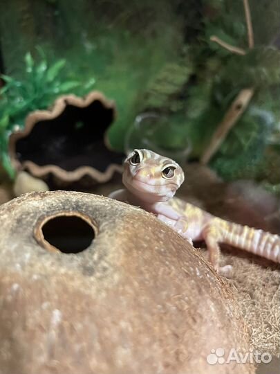 Передержка эублефаров (гекконов)