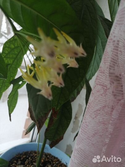 Хойя Мультифлора