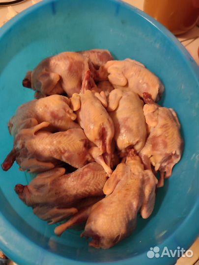 Мясо птицы перепела
