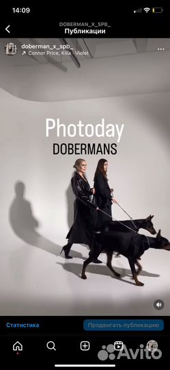 Фотосессия с доберманом 22 сентября