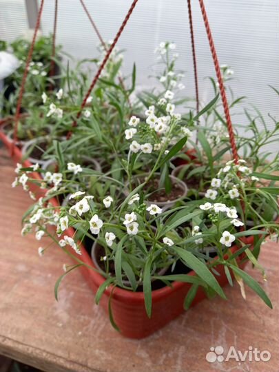 Алиссум вегетативный сноу принцесс