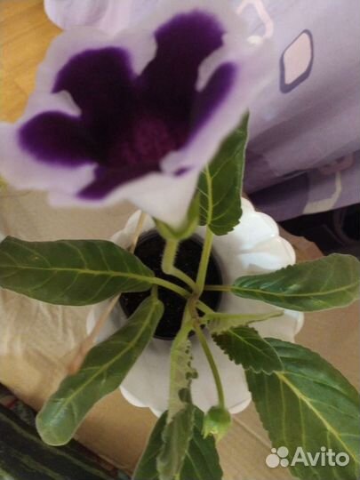 Глоксиния цветущая