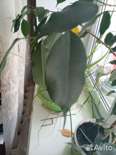 Фикус бенджамина