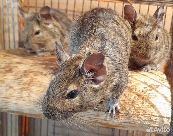 Суперские Дегусята