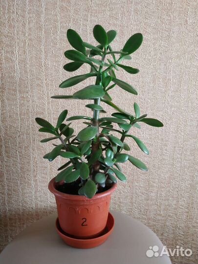 Крассула Толстянка денежное дерево