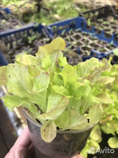 Рассада томатов, перца, баклажанов, капусты,цветов