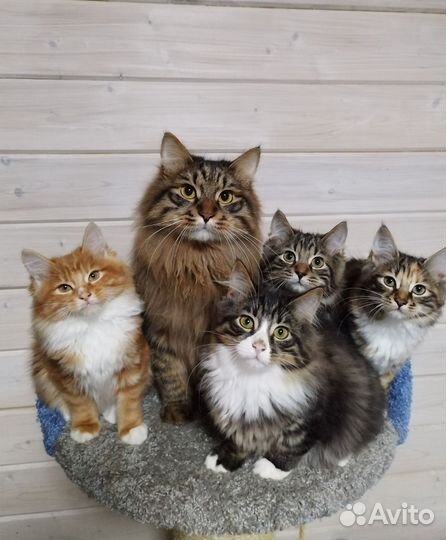 Кошки курильский бобтейл из питомника