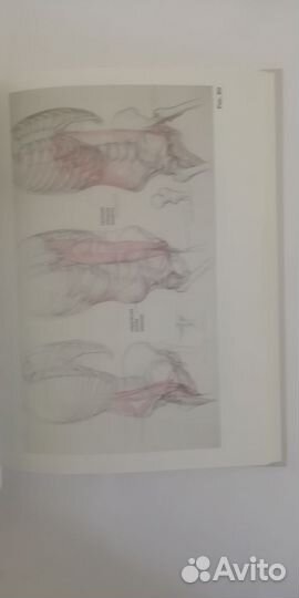 Анатомия Дудиева