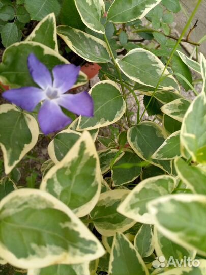 Ромашка садовая