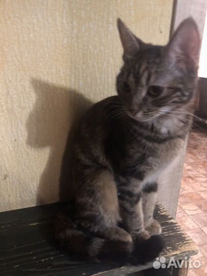 Кошечка Бусинка стерилизована