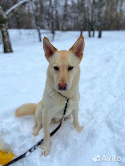 Собака мечтает о своем человеке