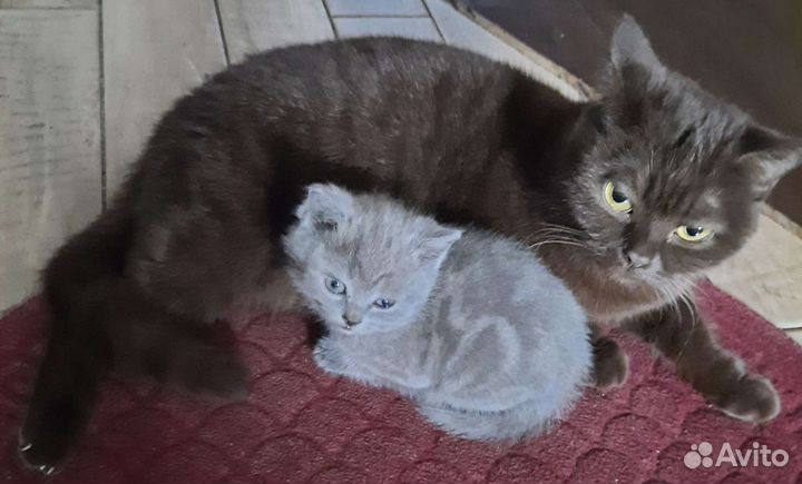 Шотландские котята