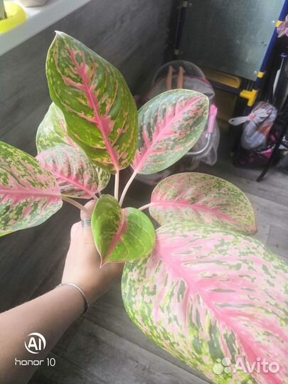 Аглоонема Maha lab