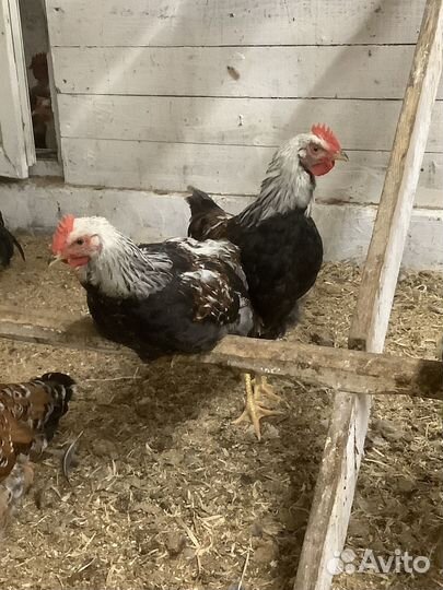 Петух загорской-лососевой