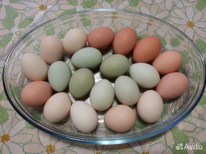 Домашние куриные яйца