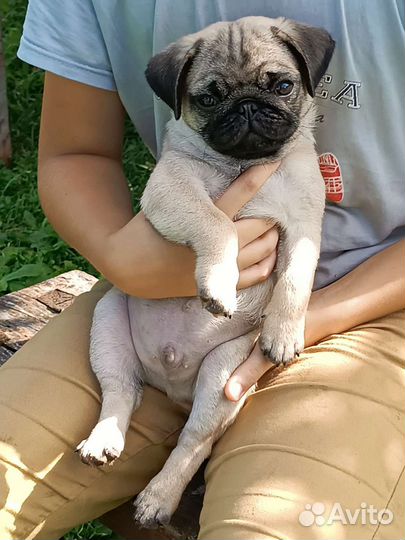 Щенки мопса