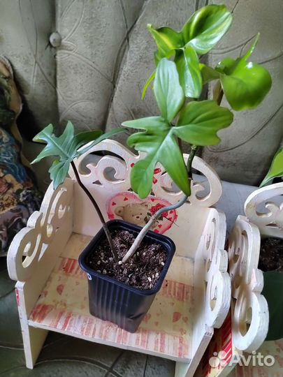 Филодендроны