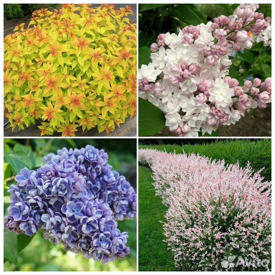 Декоративные кустарники для сада