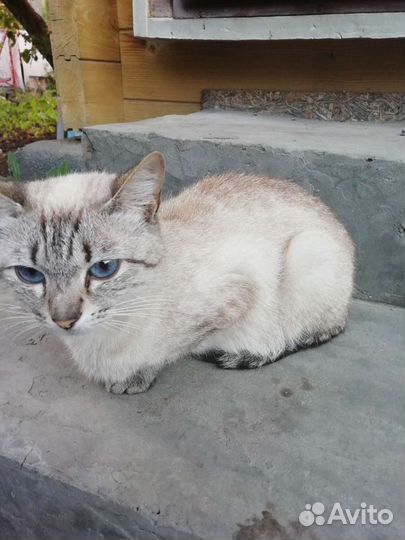 Кошки в добрые руки бесплатно