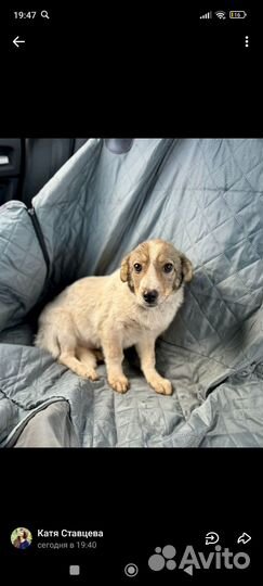 Щенок в добрые руки