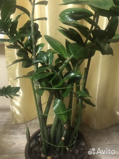 Замиокулькас