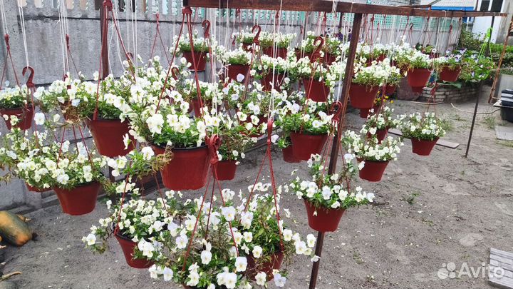 Кашпо подвесное виолы ампельные и кустовые