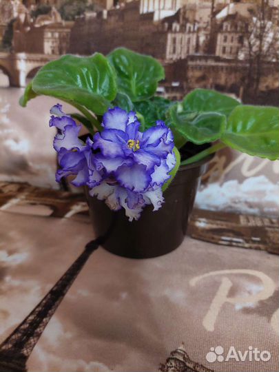 Цветущие фиалки