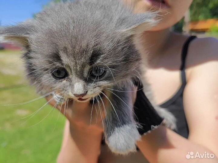 Котëнок серый