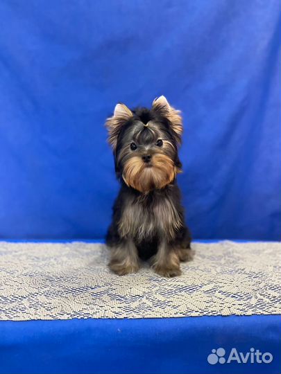 Йоркширский терьер