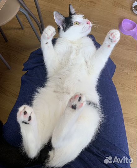 Кот