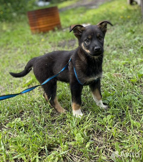 Щенок- девочка ищет семью