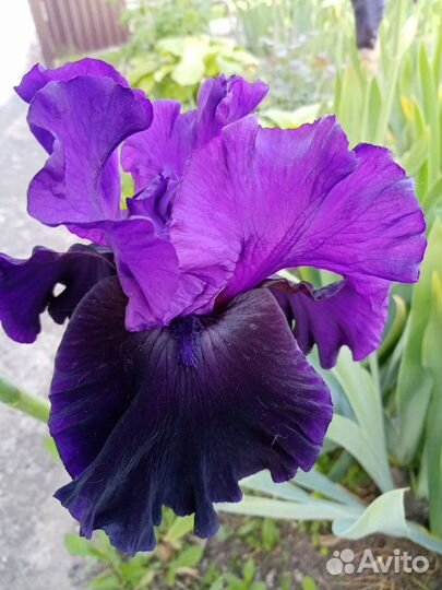 Ирисы бородатые