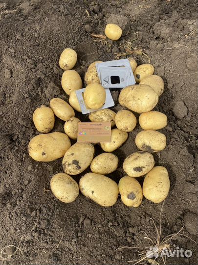 Картофель оптом