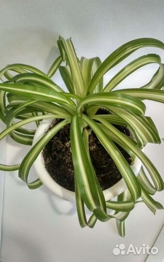 Хлорофитум кудрявый